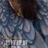 怎样理解一只鸟