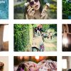 responsive photo gallery pro 响应式照片库专业版